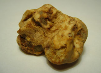 Mostra Nazionale del Tartufo Bianco Pregiato delle Marche 1411 0 Mostra Nazionale del Tartufo Bianco Pregiato delle Marche